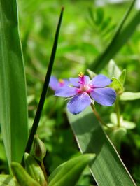 Close-up of flower blooming outdoors