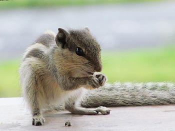 Close-up of an animal