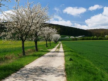 Footpath amidst trees against sky