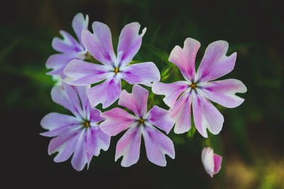 Close-up of purple flowering plant
