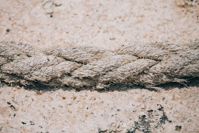 Close-up of abandoned rope on rock