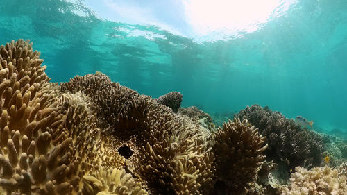 sea