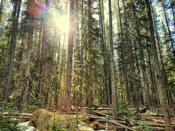 Sun shining through trees