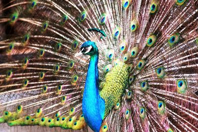 Close-up of peacock