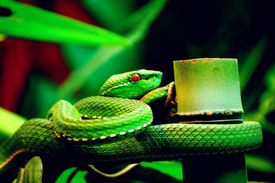 Close-up of green snake