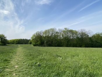 Scenic view of trees on field against sky