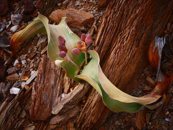 Close-up of dry leaves on wood