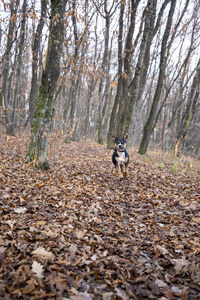 Dog running in forest