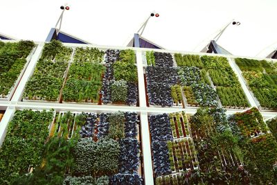 Low angle view of plants