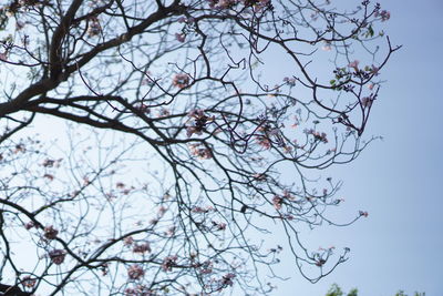 Low angle view of flowering plant against clear blue sky