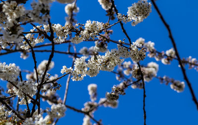 Low angle view of cherry blossoms against blue sky