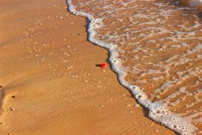 High angle view of lizard on beach