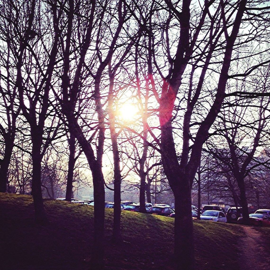 tree, sun, branch, sunlight, tree trunk, sunbeam, bare tree, sunset, tranquility, lens flare, silhouette, nature, beauty in nature, sky, tranquil scene, scenics, growth, back lit, no people, low angle view