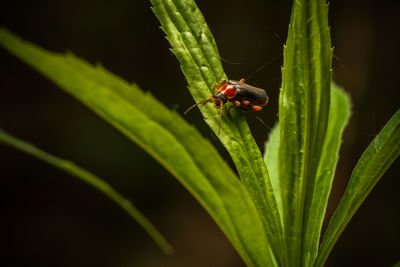 Close-up of insect on leaf