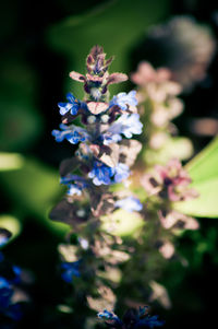 Close-up of flowers