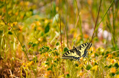 Close-up of butterfly pollinating flower