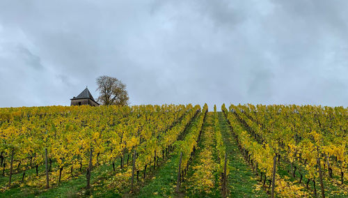 Scenic view of vineyard against sky