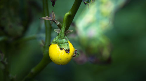 Close-up of a fruit on plant