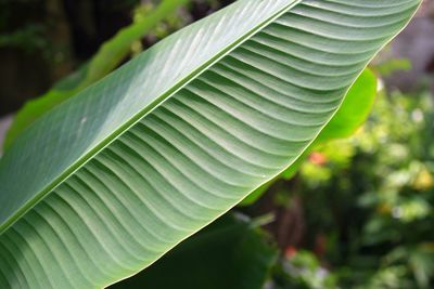 Close-up of fresh green leaf