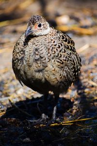 Ringneck pheasant