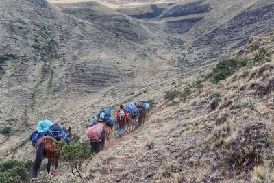 Donkeys carrying loads walking with man on mountain