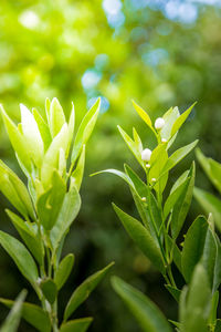 Close-up of fresh green plant