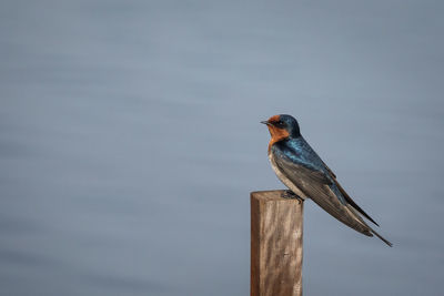 Bird perching on wooden post