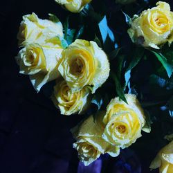 Close-up of yellow roses