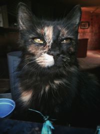 Close-up portrait of cat sitting at home