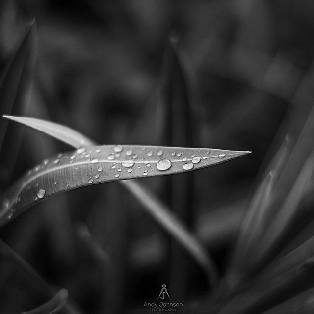 close-up, focus on foreground, drop, plant, leaf, nature, blade of grass, growth, wet, selective focus, beauty in nature, water, fragility, green color, grass, dew, day, outdoors, freshness, no people