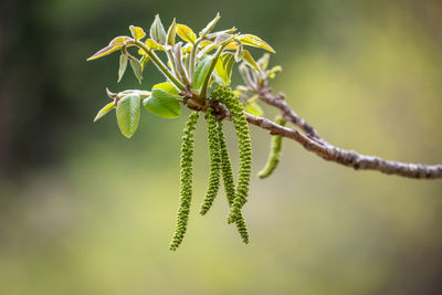 Close-up of plant