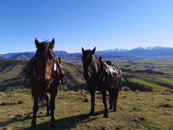 View of a horse on field