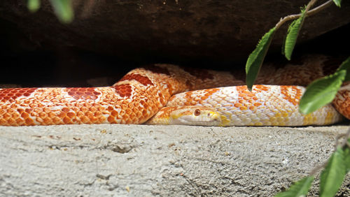 Close-up of lizard