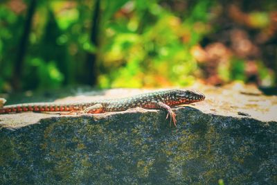 Close-up of lizard on tree