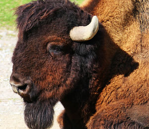 Close-up of a horse