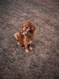 High angle view of dog sitting on land