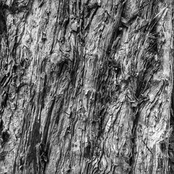 Full frame shot of trees in forest