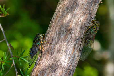 Close-up of cicadae on tree trunk