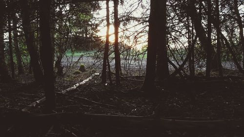 Sunlight streaming through trees in forest