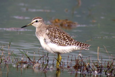 Marsh sandpiper