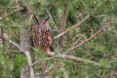 View of bird perching on tree