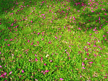 Plants growing on field