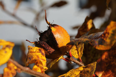 Close-up of orange medlar fruit on dry leaves