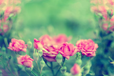 Close-up of pink flowering plants