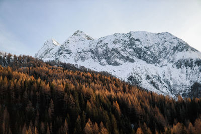 Scenic view of forest and snowcapped mountains against sky