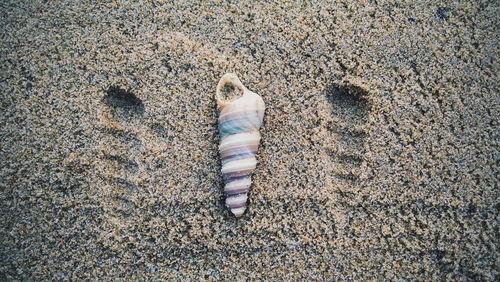 High angle view of seashell on sand at beach