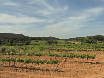 Scenic view of agricultural field against sky