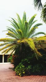 palm tree