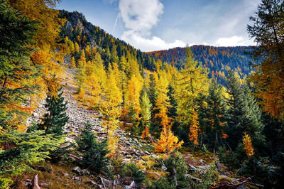 Trees in forest during autumn