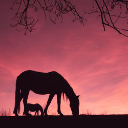 Low angle view of horse on field against sky during sunset